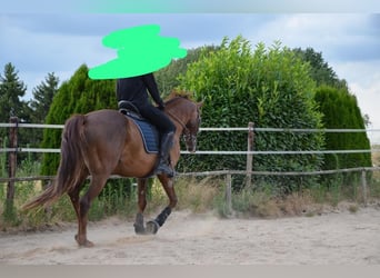 Weitere Vollblüter, Wallach, 11 Jahre, 162 cm, Fuchs