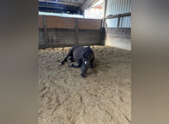 Weitere Vollblüter Mix, Wallach, 13 Jahre, 160 cm, Rappe