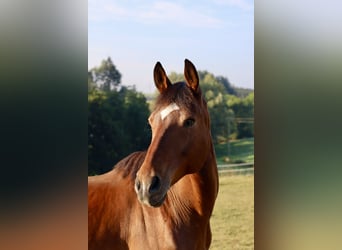 Weitere Vollblüter Mix, Wallach, 14 Jahre, 162 cm, Dunkelbrauner
