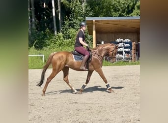 Weitere Vollblüter, Wallach, 15 Jahre, 160 cm, Fuchs