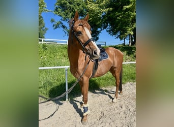 Weitere Vollblüter, Wallach, 15 Jahre, 160 cm, Fuchs