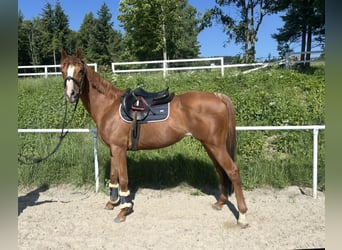 Weitere Vollblüter, Wallach, 15 Jahre, 160 cm, Fuchs