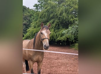 Weitere Vollblüter Mix, Wallach, 3 Jahre, 154 cm