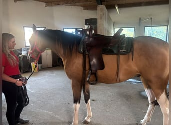 Weitere Vollblüter Mix, Wallach, 3 Jahre, 154 cm