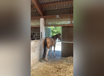 Weitere Vollblüter Mix, Wallach, 3 Jahre, 154 cm