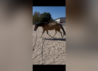 Weitere Vollblüter Mix, Wallach, 3 Jahre, 154 cm