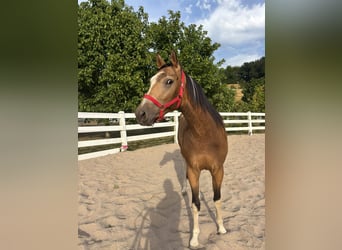 Weitere Vollblüter Mix, Wallach, 3 Jahre, 154 cm