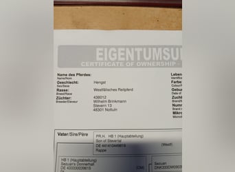 Weitere Vollblüter, Wallach, 3 Jahre, 170 cm, Fuchs
