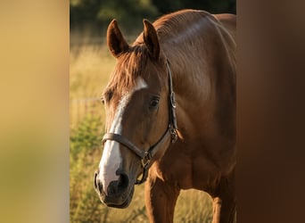 Weitere Vollblüter, Wallach, 3 Jahre, 170 cm, Fuchs