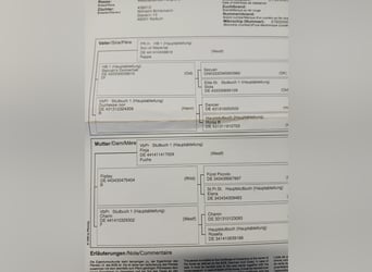 Weitere Vollblüter, Wallach, 3 Jahre, 170 cm, Fuchs
