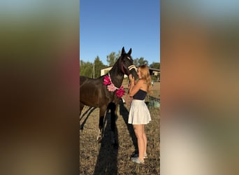 Weitere Vollblüter, Wallach, 4 Jahre, 148 cm, Rappe