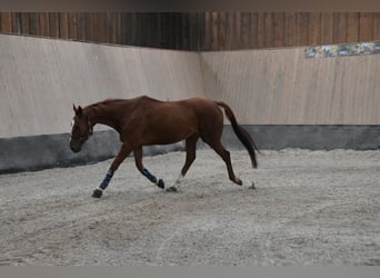 Weitere Vollblüter, Wallach, 4 Jahre, 164 cm, Fuchs