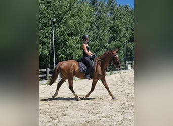 Weitere Vollblüter, Wallach, 5 Jahre, 172 cm, Fuchs