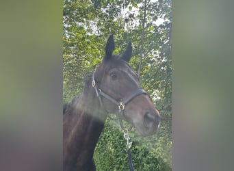 Weitere Vollblüter, Wallach, 5 Jahre, 174 cm, Dunkelbrauner
