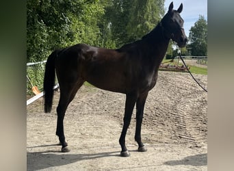 Weitere Vollblüter, Wallach, 5 Jahre, 174 cm, Dunkelbrauner