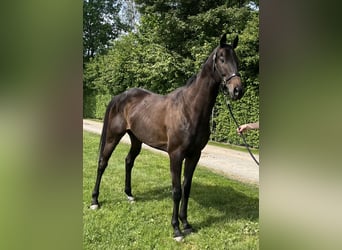 Weitere Vollblüter, Wallach, 5 Jahre, 174 cm, Dunkelbrauner