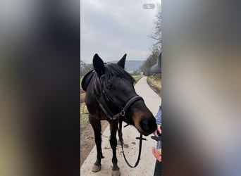 Weitere Vollblüter, Wallach, 6 Jahre, 162 cm, Dunkelbrauner