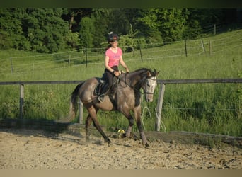 Weitere Vollblüter, Wallach, 6 Jahre, 165 cm, Schimmel
