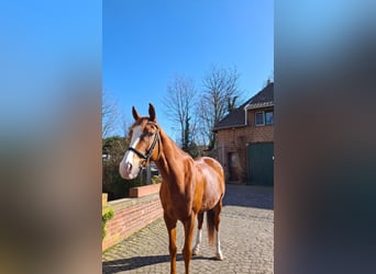 Weitere Vollblüter Mix, Wallach, 6 Jahre, 176 cm, Fuchs