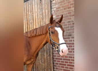 Weitere Vollblüter Mix, Wallach, 6 Jahre, 177 cm, Fuchs