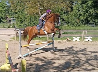 Weitere Vollblüter Mix, Wallach, 6 Jahre, 177 cm, Fuchs