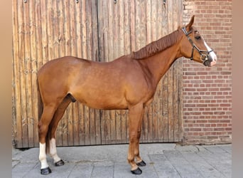 Weitere Vollblüter Mix, Wallach, 6 Jahre, 177 cm, Fuchs