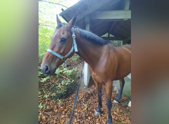 Weitere Vollblüter Mix, Wallach, 7 Jahre, 160 cm, Brauner