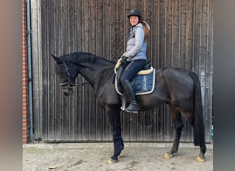 Weitere Vollblüter, Wallach, 7 Jahre, 165 cm, Dunkelbrauner