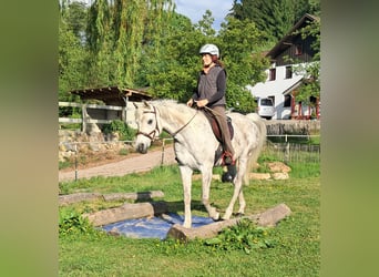 Weitere Vollblüter, Wallach, 9 Jahre, 155 cm, Fliegenschimmel