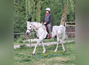 Weitere Vollblüter, Wallach, 9 Jahre, 155 cm, Fliegenschimmel