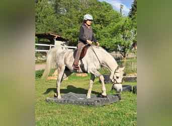 Weitere Vollblüter, Wallach, 9 Jahre, 155 cm, Fliegenschimmel