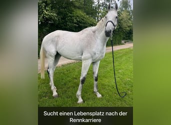 Weitere Vollblüter, Wallach, 9 Jahre, 174 cm, Schimmel