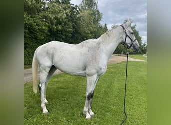 Weitere Vollblüter, Wallach, 9 Jahre, 174 cm, Schimmel