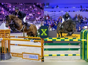 Weitere Warmblüter, Unbekannt, Embryo