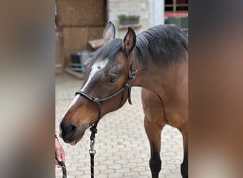 Weitere Warmblüter Mix, Hengst, 11 Jahre, 156 cm, Brauner