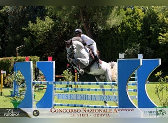 Weitere Warmblüter, Hengst, 11 Jahre, Schimmel