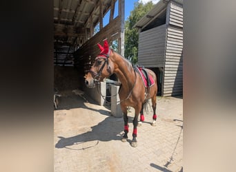 Weitere Warmblüter, Hengst, 13 Jahre, 164 cm, Brauner