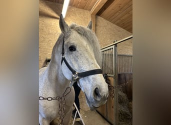 Weitere Warmblüter, Hengst, 13 Jahre, 164 cm
