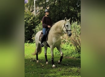 Weitere Warmblüter, Hengst, 14 Jahre, 167 cm, Schimmel
