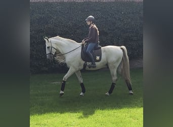 Weitere Warmblüter, Hengst, 14 Jahre, 167 cm, Schimmel