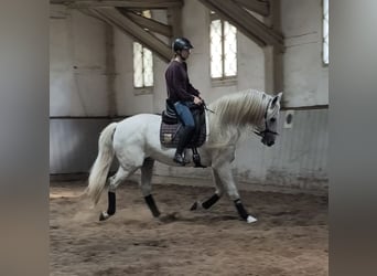 Weitere Warmblüter, Hengst, 14 Jahre, 167 cm, Schimmel