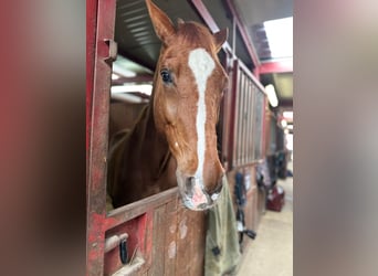 Weitere Warmblüter, Hengst, 17 Jahre, Fuchs