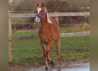 Weitere Warmblüter, Hengst, 1 Jahr, 135 cm, Schimmel