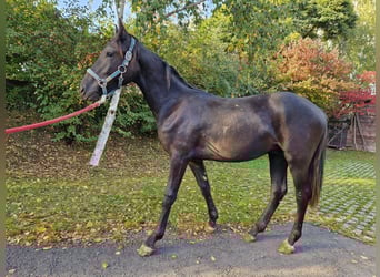 Weitere Warmblüter, Hengst, 1 Jahr, 149 cm, Schwarzbrauner