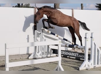 Weitere Warmblüter, Hengst, 1 Jahr, 160 cm, Brauner