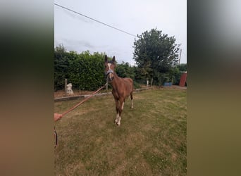 Weitere Warmblüter Mix, Hengst, 1 Jahr, 163 cm, Rotbrauner