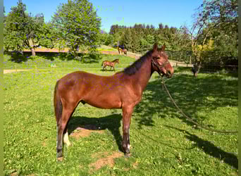 Weitere Warmblüter, Hengst, 1 Jahr, 165 cm, Brauner