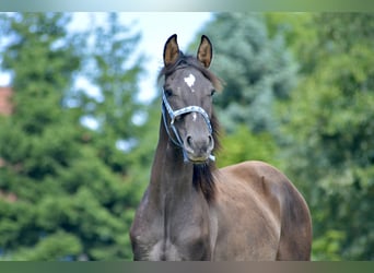 Weitere Warmblüter, Hengst, 1 Jahr, 165 cm, Dunkelbrauner