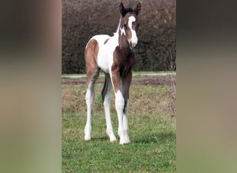 Weitere Warmblüter, Hengst, 1 Jahr, 166 cm, Schecke