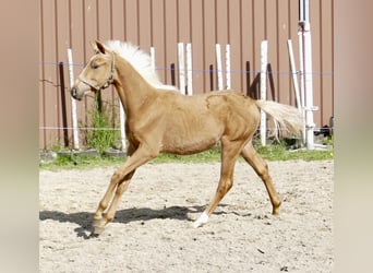 Weitere Warmblüter, Hengst, 1 Jahr, 167 cm, Palomino